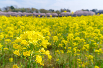 菜の花の花びら