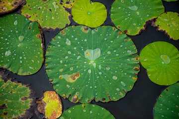 THAILAND PRACHUAP SAM ROI YOT LOTUS LAKE