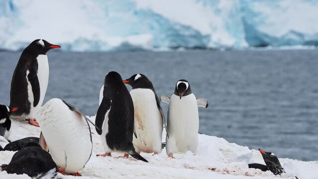 Group of Gentoo Penguins in Antarctica Standing and Lying in Snow, Sea and Iceberg in Background