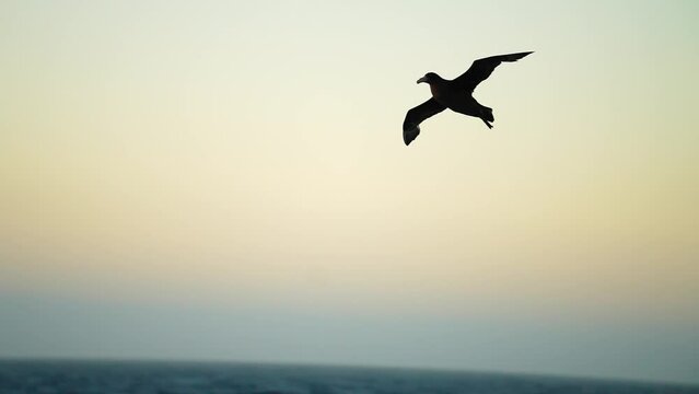 Silhouette Of Giant Petrel Flying Over The Antarctic Ocean During Sunset In Antarctica. - tracking, slow motion