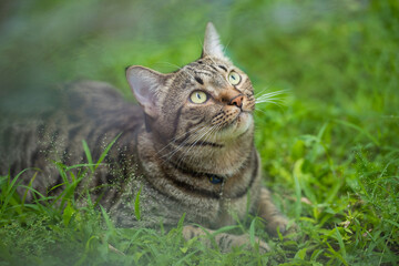 Naklejka na ściany i meble Excited tabby cat lying on the grass