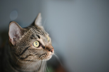 Tabby cat is looking at something.
