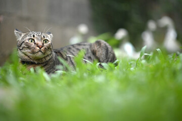 Naklejka na ściany i meble Tabby cat lying on the grass