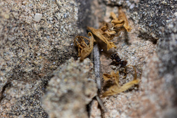 imagen detalle de unas hojas secas sobre unas piedras grises