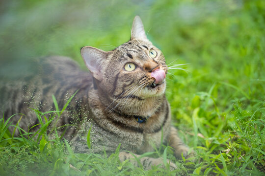Excited tabby cat lying on the grass
