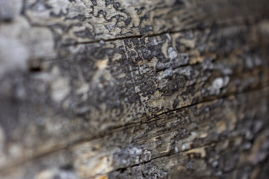 imagen detalle textura madera seca y en mal estado 