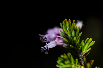 imagen detalle flor diente de león