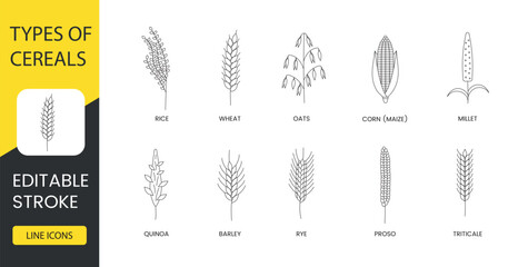 Types of cereals line icon set in vector, illustration of rice and wheat, oats and corn or maize, millet and quinoa, barley and rye, proso and triticale. Editable stroke.