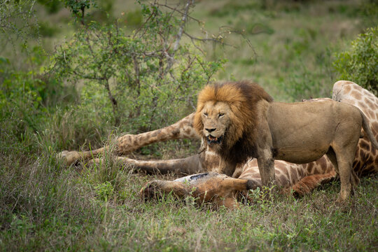 Male Lion, Panthera leo, feeding on a giraffe carcass.