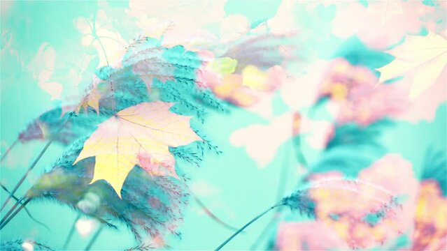 Maple leaves and silver grass swaying on the wind.  Delicate yellow-pink and relaxing aqua blue environmental color palette. Creative artwork like watercolor painting. 

