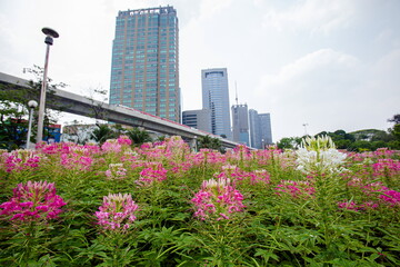 Beautiful Spider flowers planted in park close to the skytrain runway