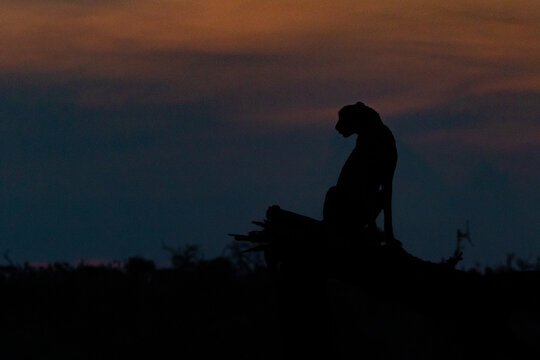 A silhouette of a cheetah, Acinonyx jubatus, sitting on a fallen tree.