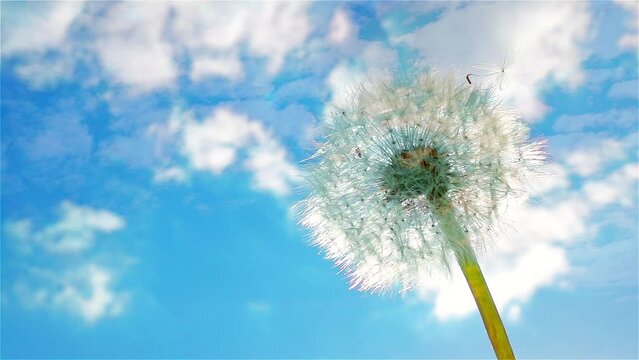 Ripened dandelion flower on deep blue sky with fluffy moving clouds. Steep angle up panoramic view. The color of earth and sky. Natural and calming appearance.
