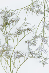 Dried stem branches on white background. Floral composition