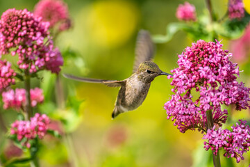 Hummingbird drinks nectar from 
Red Valerian (Centranthus Ruber) flower. 
