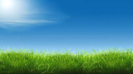 Fototapeta na wymiar Green grass on blue clear sky, spring nature theme. Panorama