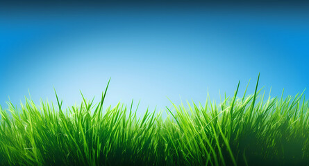Fototapeta na wymiar Green grass on blue clear sky, spring nature theme. Panorama