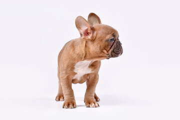 Blue fawn French Bulldog dog puppy standing on white background