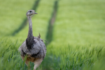 Emu auf einer Wiese