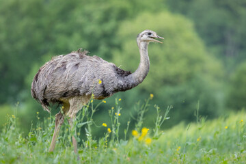 Emu auf einer Wiese
