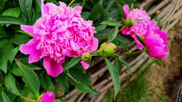 Beautiful pink peony flowers in the garden on a flowerbed with a wicker wooden fence. A sunny day among red flowers in the home garden.