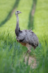 Emu auf einer Wiese