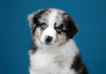 Cute puppy playful Australian Shepherd, portrait on a blue background