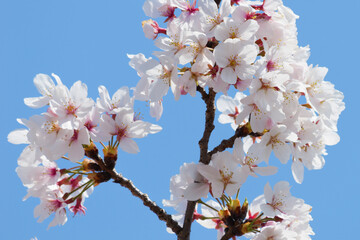 Spring, a sunny day, beautifully blooming brightly colored cherry blossoms
