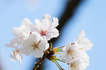 Obraz premium Spring, a sunny day, beautifully blooming brightly colored cherry blossoms