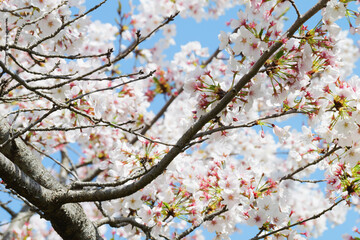 Spring, a sunny day, beautifully blooming brightly colored cherry blossoms