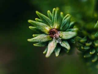 Fototapeta na wymiar Closeup of a plant