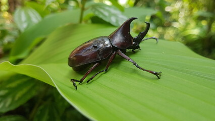 Beautiful photo of a horn beetle sitting on a green leaf, perfect for animal themed backgrounds, macro backgrounds.