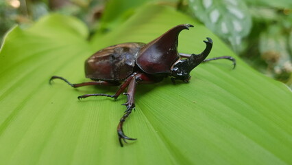 Beautiful photo of a horn beetle sitting on a green leaf, perfect for animal themed backgrounds, macro backgrounds.
