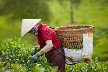 A female farmer is carrying on her shoulders a bamboo basket to contain green tea leaves, picking...