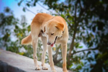 Closeup of a light brown dog on a wall against blurry background