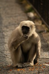 Fototapeta premium Vertical closeup of a Macaque sitting on the ground