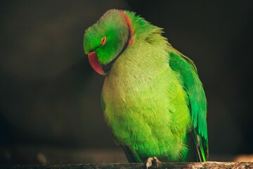 Closeup of a rose-ringed parakeet (Psittacula krameri) against blurred background