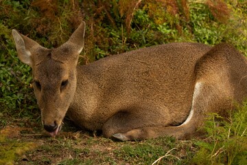 Closeup of a Siberian musk deer (Moschus moschiferus) on the ground in a forest