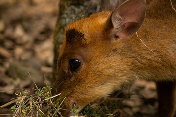 Closeup of the head of a Reeves's muntjac (Muntiacus reevesi) grazing in a forest