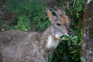 Closeup of a long-tailed goral (Naemorhedus caudatus) with leaves in its mouth in a forest