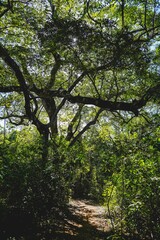 Vertical shot of lush green trees in the park with hidden path in the middle