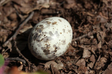 Abandoned speckled egg. Wild life.