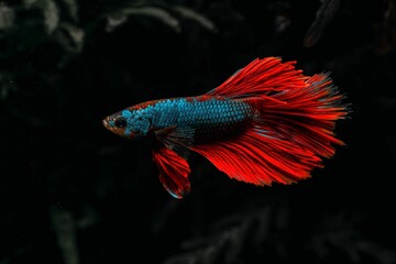 Obraz premium Red cockerel fish swimming in water