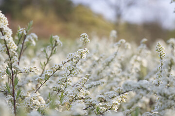 White flowers on the branches of a spring bush close up