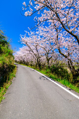 Cherry blossoms in full bloom blowing in wind under the blue sky in spring, Nature or outdoor background, High resolution	
