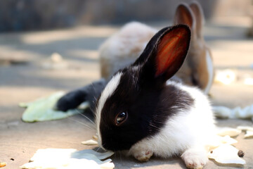 Adorable Baby Black Rabbit: A Portrait of Cuteness