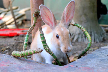 Curious Brown Baby Rabbit Peeks Out in Wonder