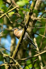 Common chaffinch perched on a tree branch against lush green foliage