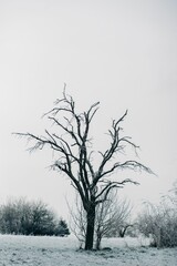 Fototapeta na wymiar Lone bare tree in a snow-covered field in winter