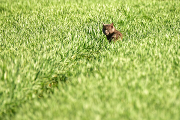 Wild cat in green wheat field